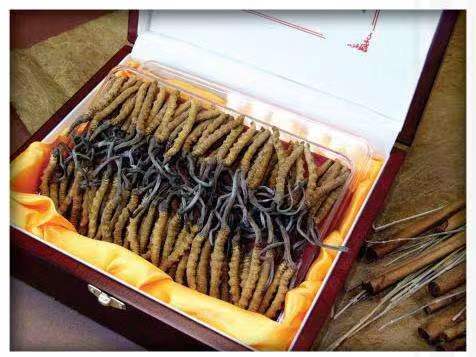 共青城冬虫夏草回收